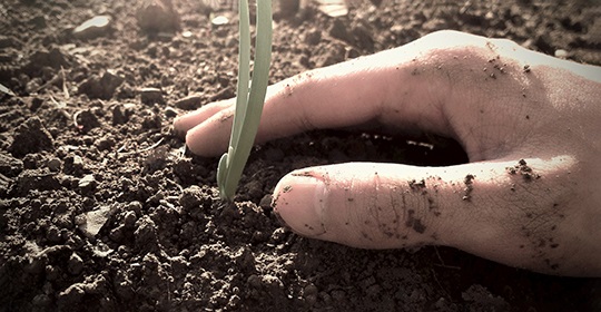 life_plant_hand_dirt