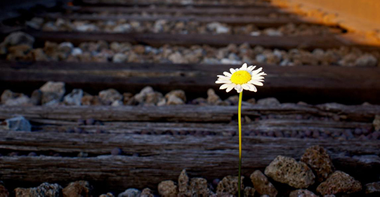 flower_railroad_tracks