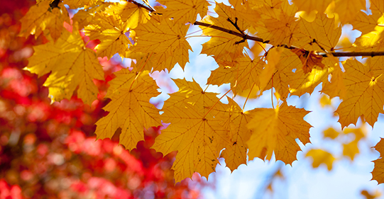 nov_2020_blog